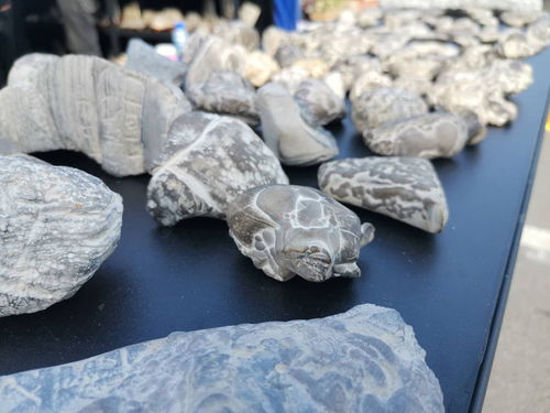 西安絲路杯全國觀賞石精品特色展開幕，全國電石藝術煥發新光彩