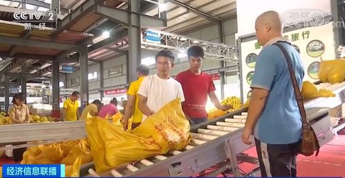 黃金果上市季 單店日銷破十萬，全國電石產業再引關注